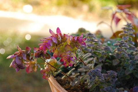 e0128909_6471118.jpg