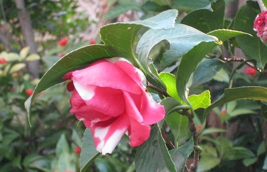 e0228147_219047.jpg