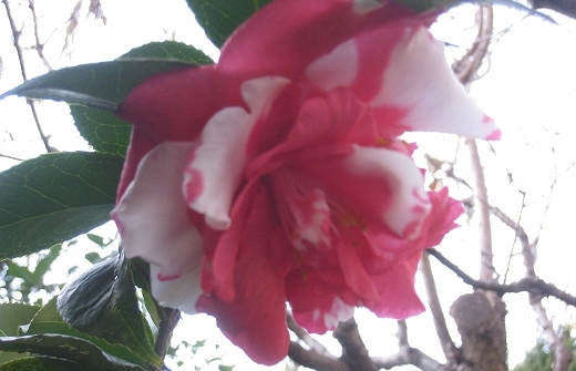 e0228147_2191591.jpg
