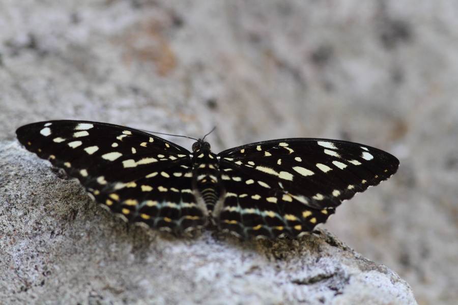 a0094850_13385382.jpg