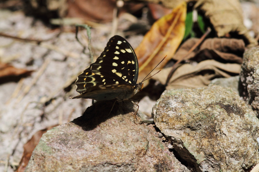 a0094850_13393021.jpg