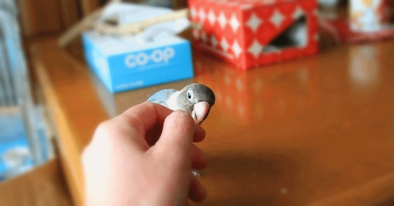 c0145250_1791139.gif