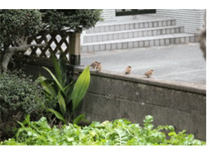 f0003174_19532323.gif