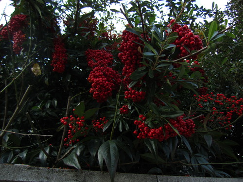 b0245877_20202996.jpg