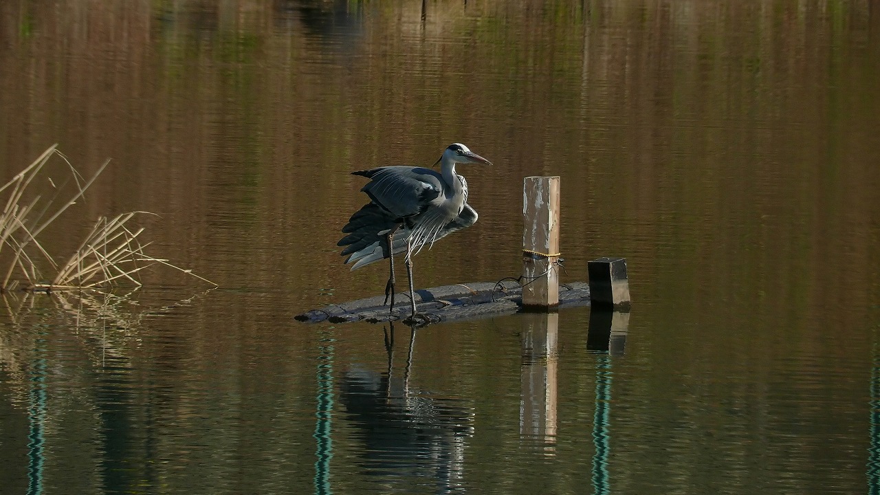 a0185081_19364510.jpg