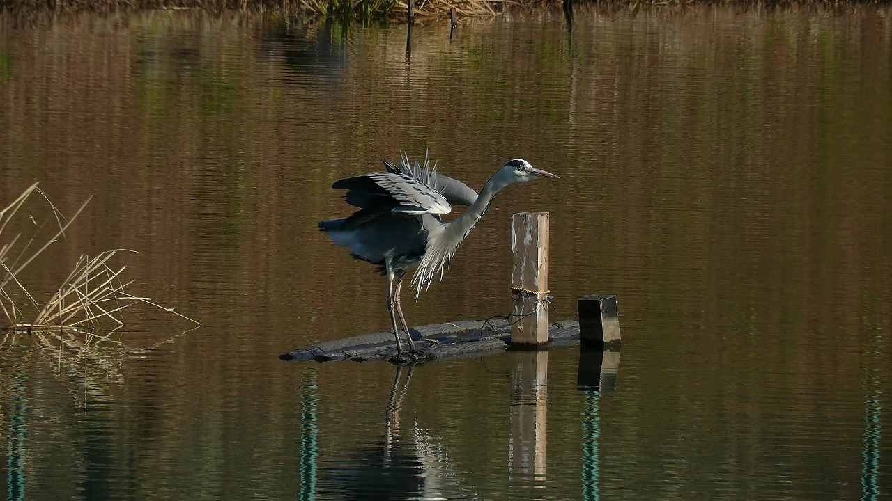 a0185081_19365440.jpg