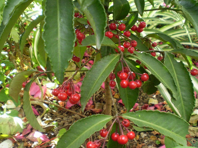 a0135990_22183863.jpg