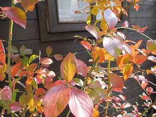 c0152002_948473.jpg