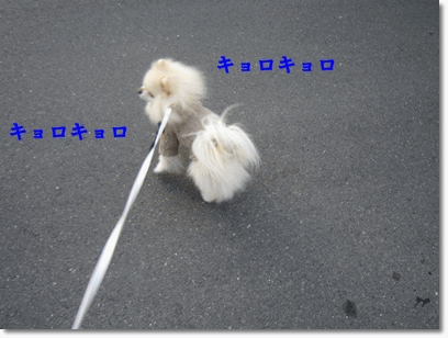 b0167519_9435298.gif