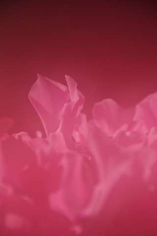 e0045768_2141932.jpg