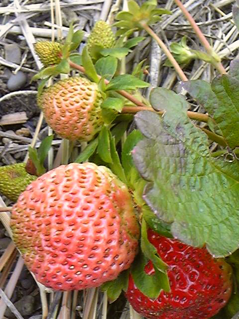 e0118274_21381072.jpg