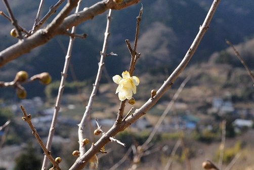 a0048040_21231359.jpg
