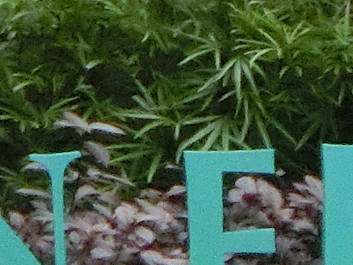 a0002177_15261065.jpg