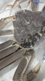 f0084695_11433835.jpg