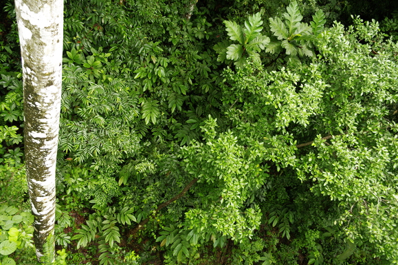 e0142611_021780.jpg