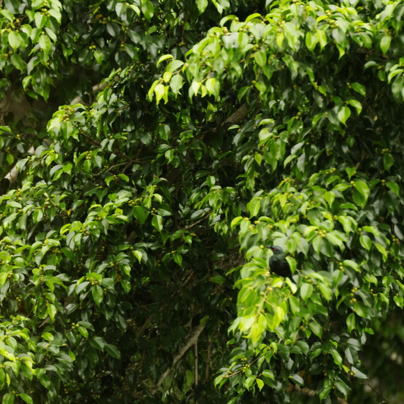 e0142611_21144670.jpg