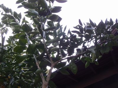 d0022845_23261035.jpg