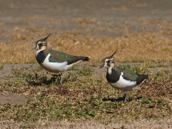 f0208666_11202451.jpg