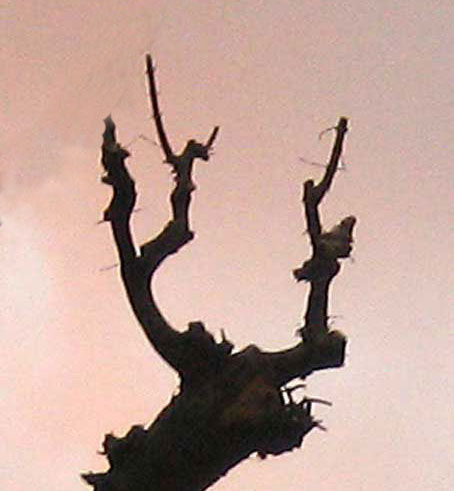 b0057679_8594071.jpg