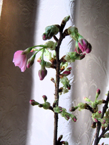 f0007380_20101112.jpg