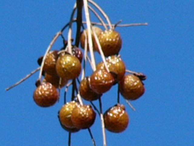 e0145782_15123656.jpg