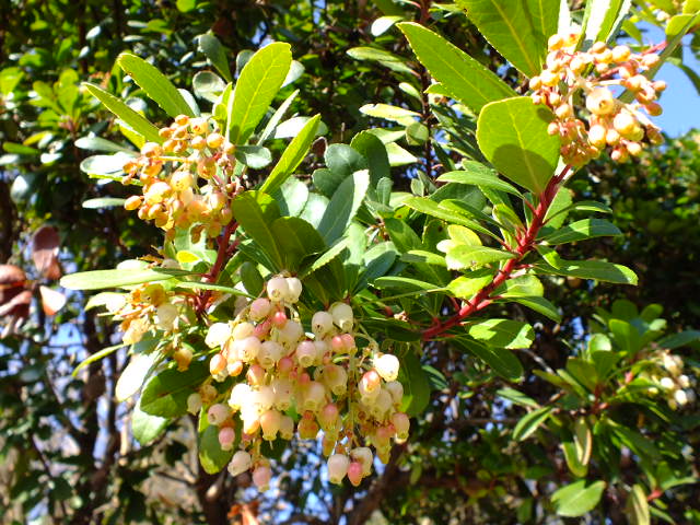 e0145782_1553119.jpg