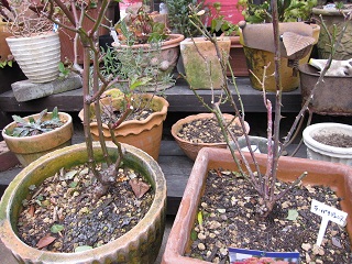 c0152002_17493323.jpg