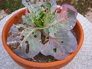e0002466_13423335.jpg
