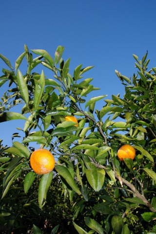 e0045768_2216766.jpg