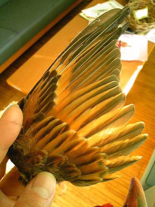 e0118274_2326630.jpg
