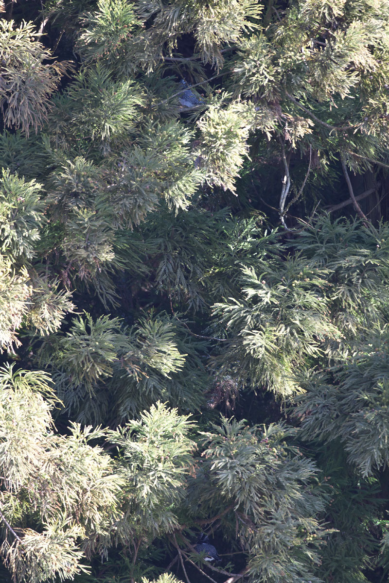 b0180476_17451729.jpg
