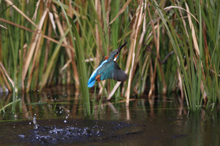 c0008378_23133924.jpg