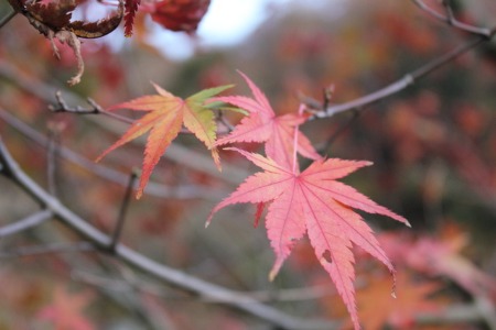 f0234884_1336959.jpg