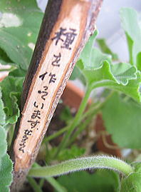 b0028299_2158224.jpg