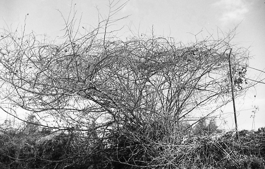 c0171206_154021.jpg