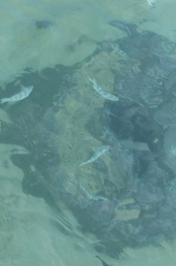 e0142611_23413193.jpg