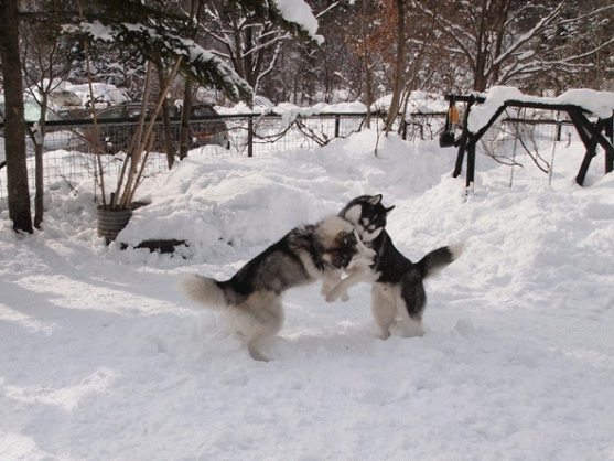 b0207615_22493356.gif