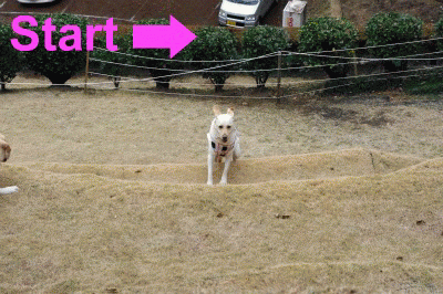 a0142343_13441026.gif
