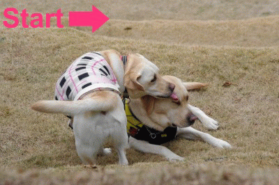 a0142343_13511714.gif