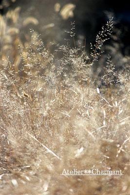 f0229759_1184050.jpg