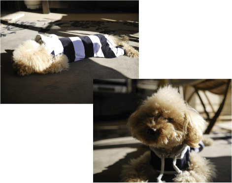 b0182846_22361250.gif