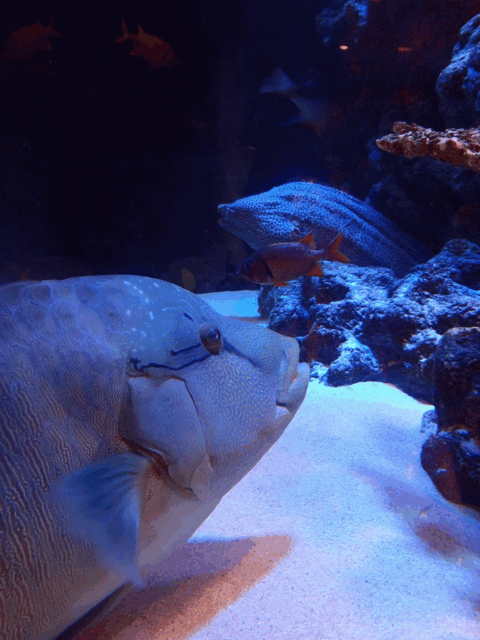 f0011352_20335576.gif