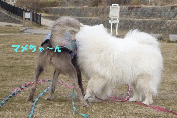 e0176159_22252349.gif