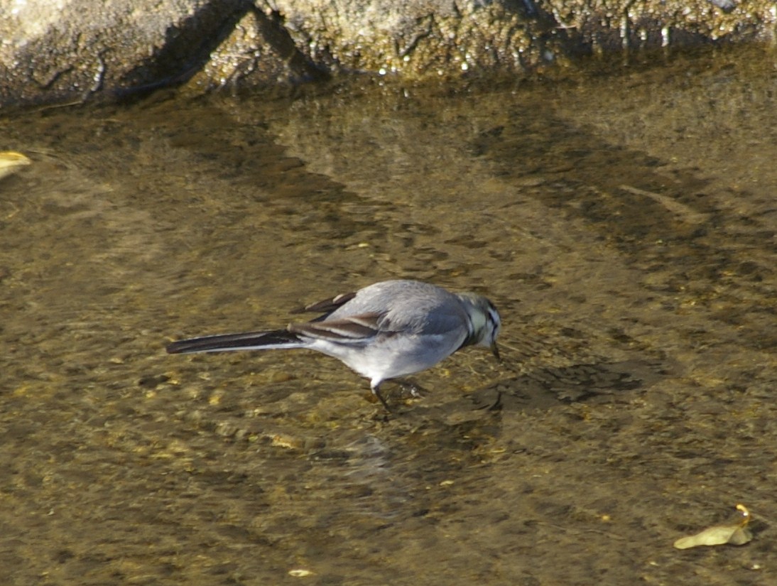 e0197884_22182836.jpg