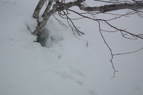 f0118332_2344123.jpg