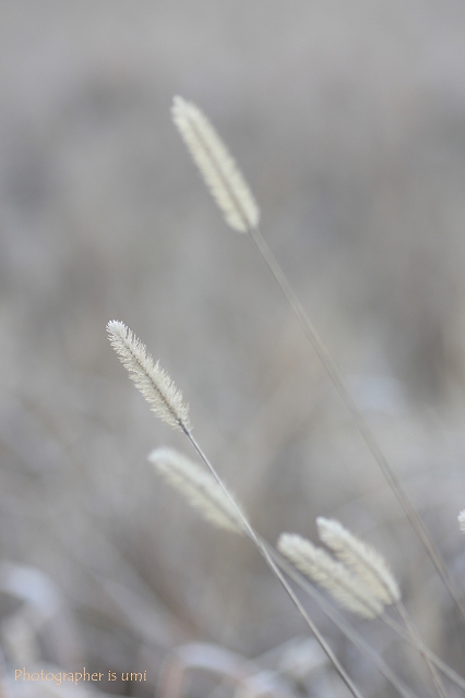 e0083238_23275917.jpg