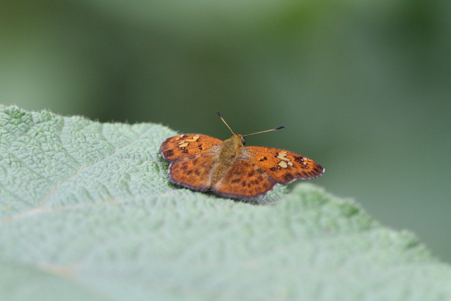 a0094850_9502496.jpg
