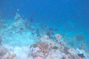 f0190653_16282539.jpg