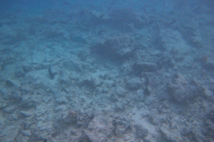 f0190653_1628623.jpg