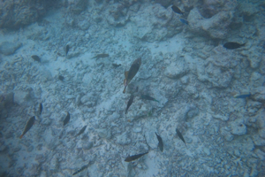 f0190653_1628939.jpg